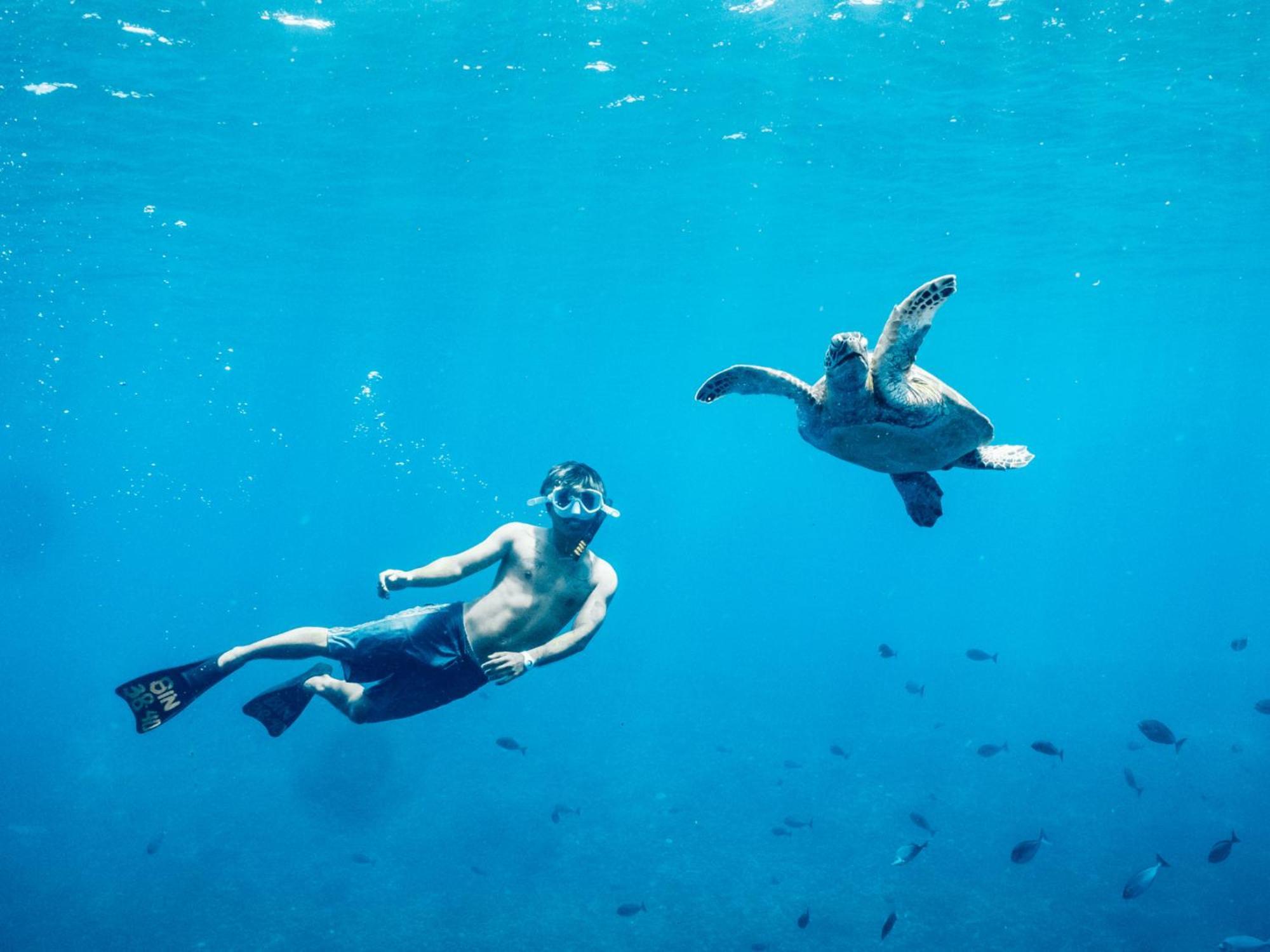Mad Monkey Gili Trawangan Hostel Exterior photo A green sea turtle and a free-diver